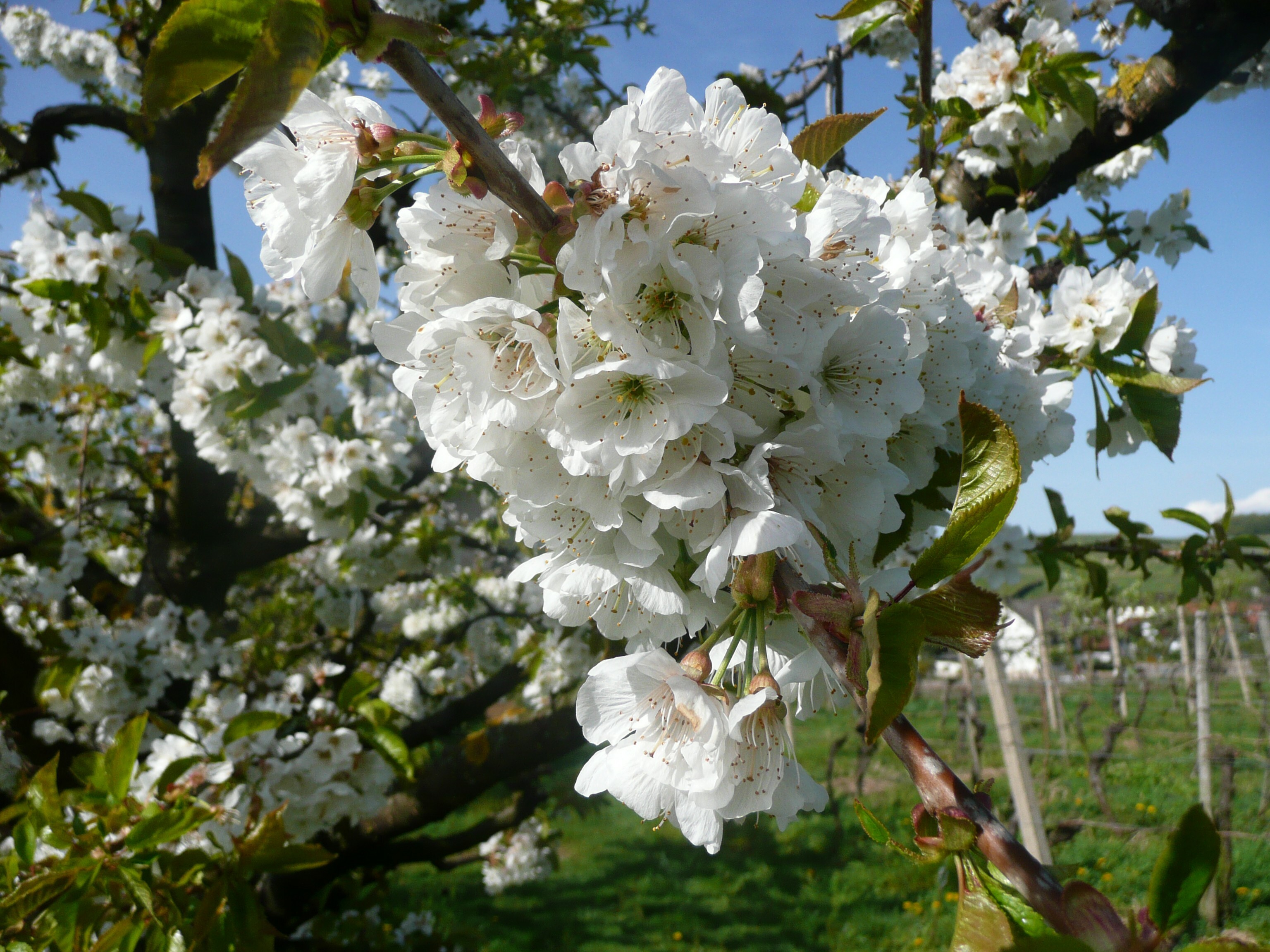 Kirschblüte am Kaiserstuhl.  Bild: U. Schätzle/ Naturgarten Kaiserstuhl