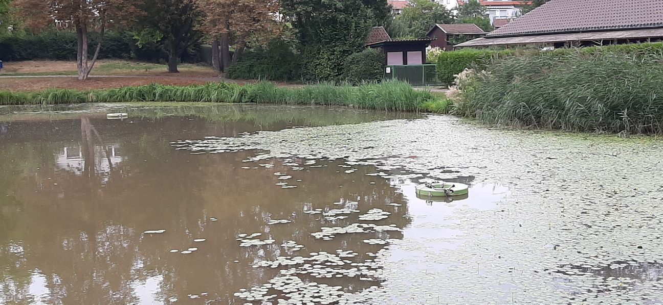 Mit Sprudlern (vorne rechts und hinten im See) wird das Wasser nachts mit Sauerstoff angereichert.     Bild: Elbers