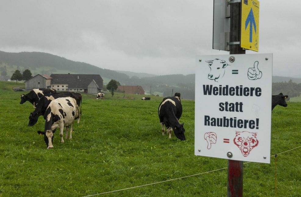 Protestplakat eines Bauern gegen Wölfe im Schwarzwald auf einer Rinderweide