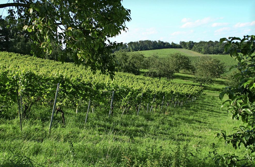 Egal ob weiß oder rot – in Hohrainhof gedeiht alles.
 Foto: Staatsdomäne Hohrainhof