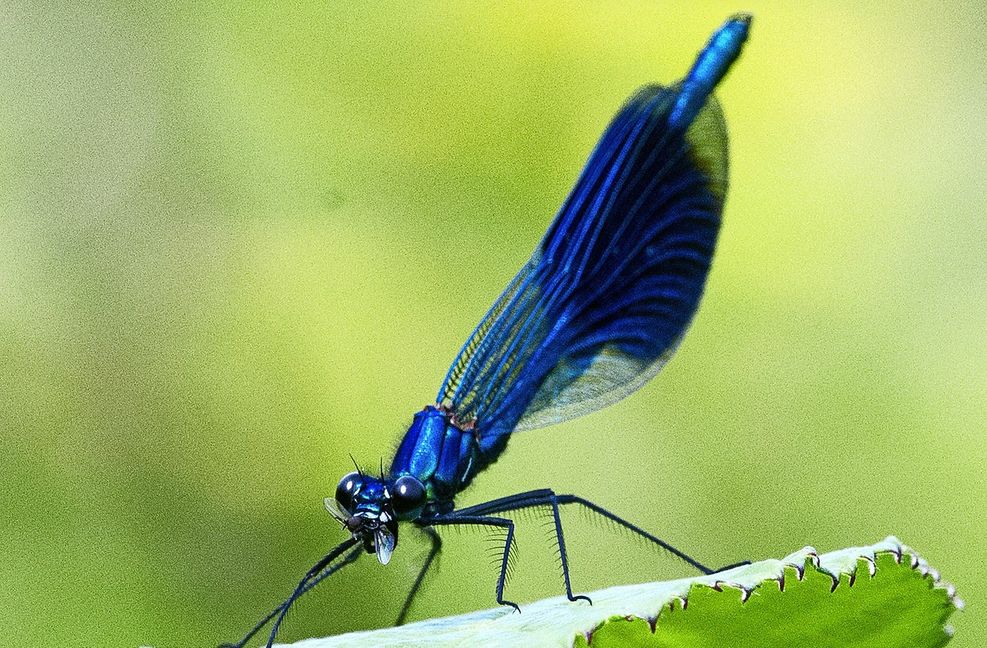 Die Gebänderte Prachtlibelle soll in Baden-Württemberg dauerhaft Lebensraum finden.
Foto: picture alliance / /Juli..