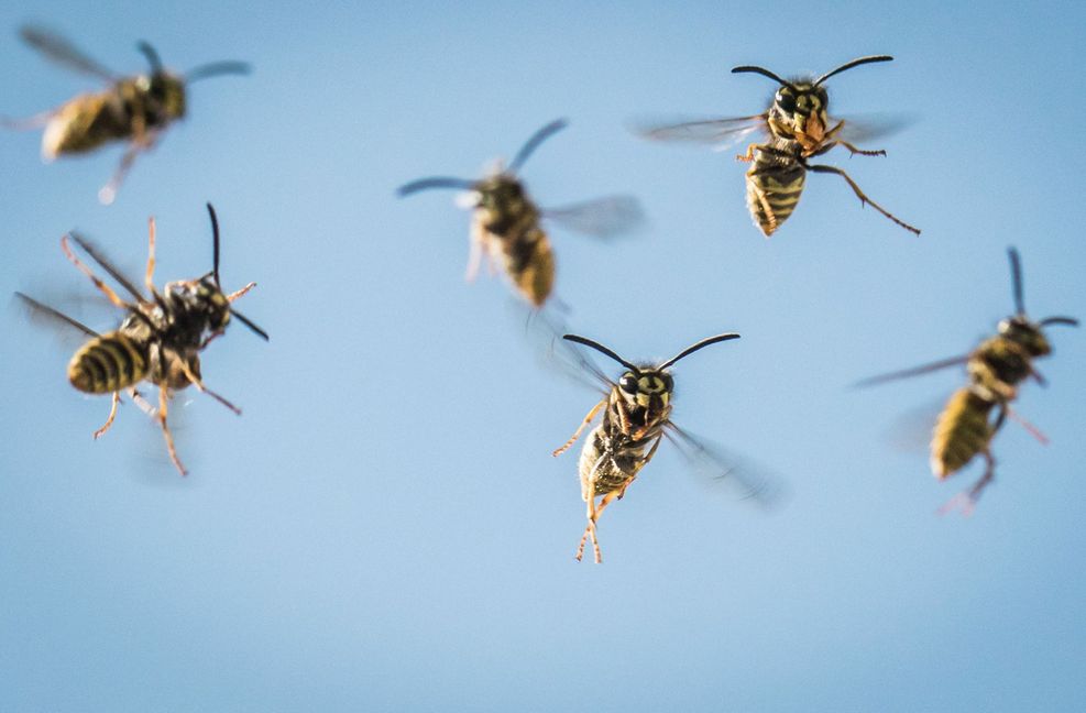 Unsere Kolumnistin mag Insekten. Auf dem  Balkon ihrer Nachbarin hat sie eine traurige Entdeckung gemacht.