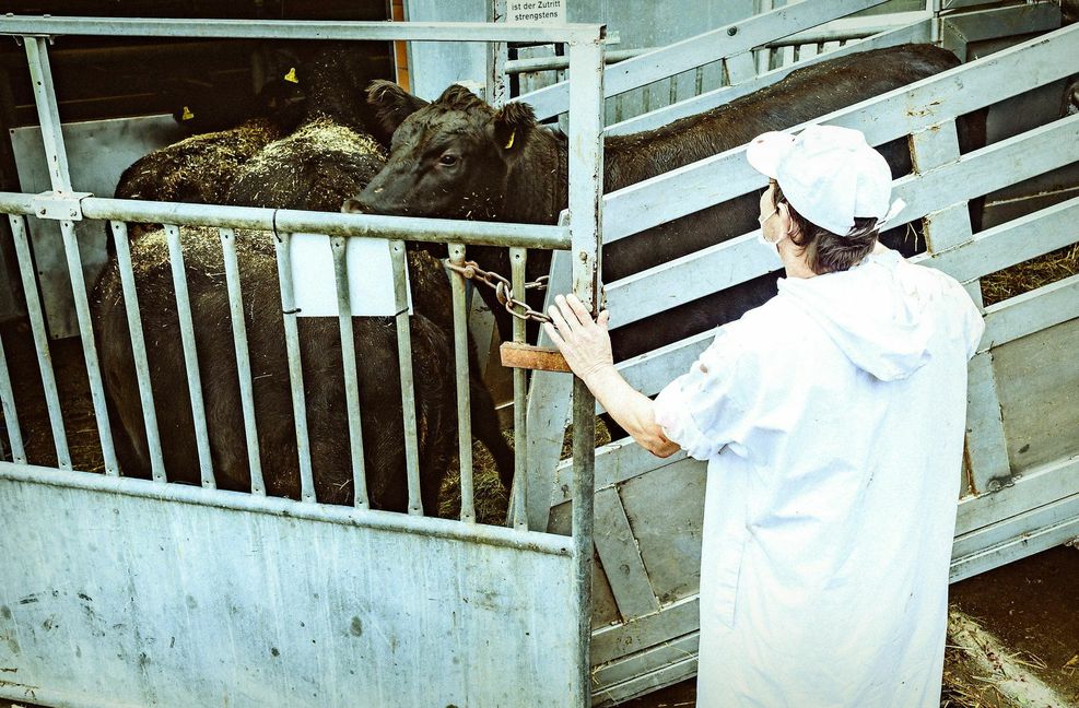 Bei der Ankunft am Schlachthof wartet Viehhändler Ralph Nolle geduldig, bis das Weidevieh aus seinem Transporter steigt.