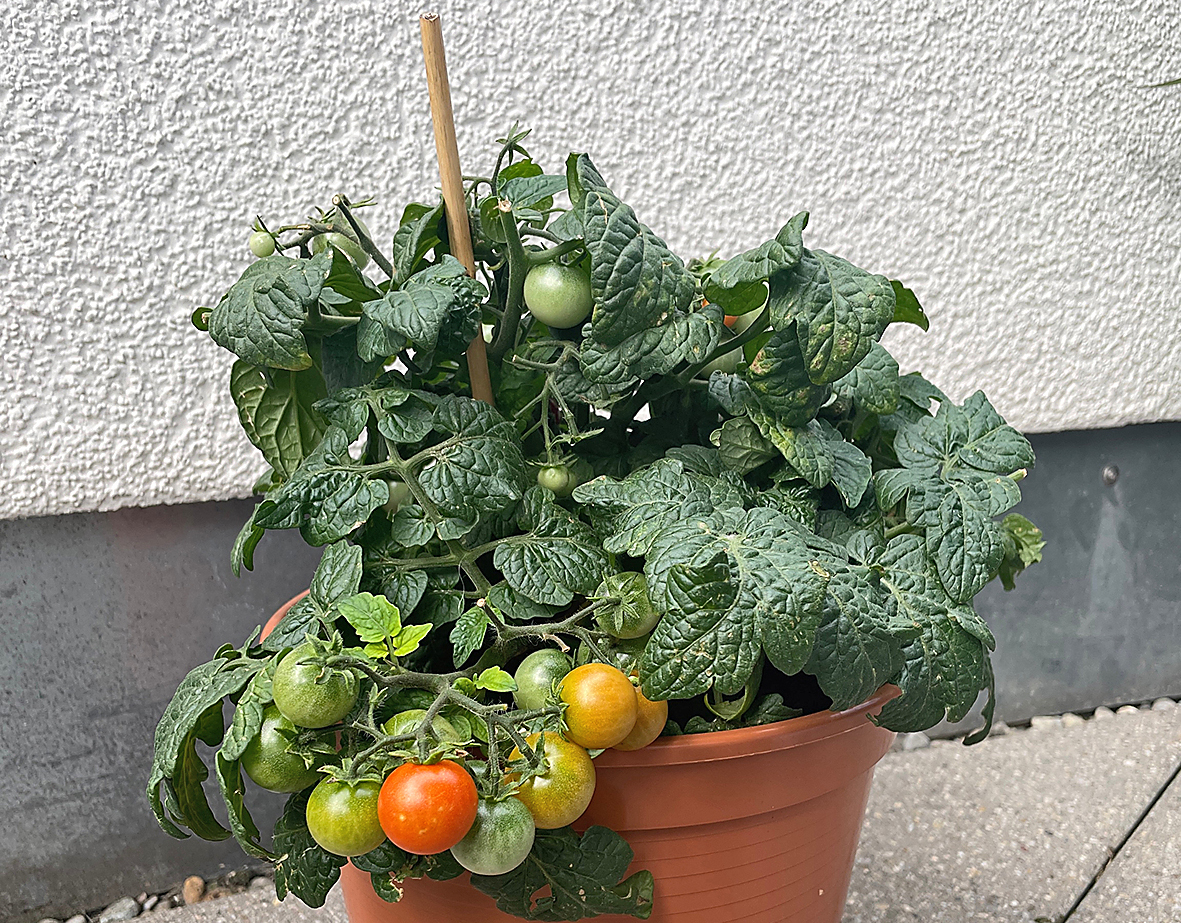 Balkontomaten sind kleinbleibende Sorten, die problemlos im Topf wachsen.    Bild: Kalus
