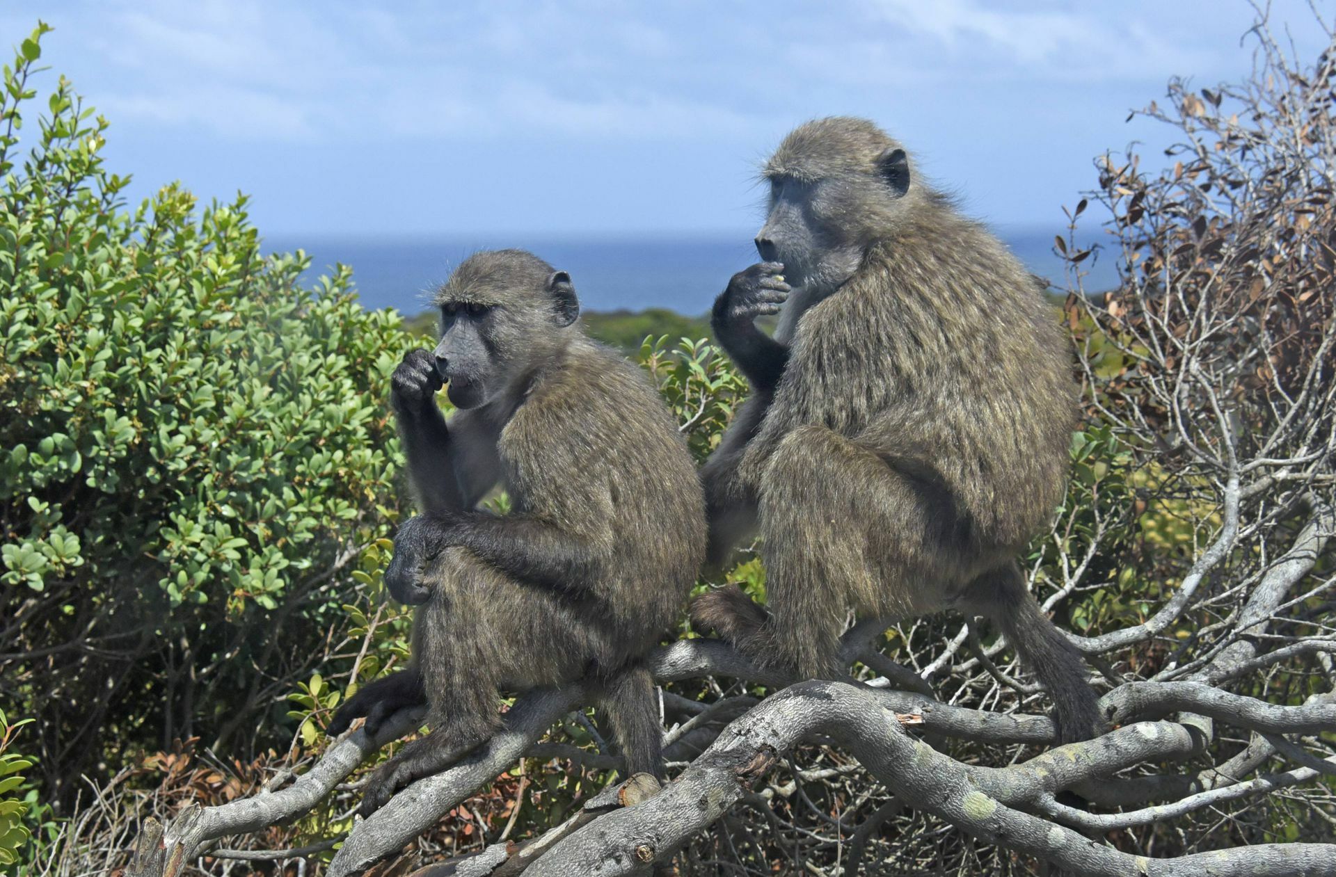 Paviane in Südafrika