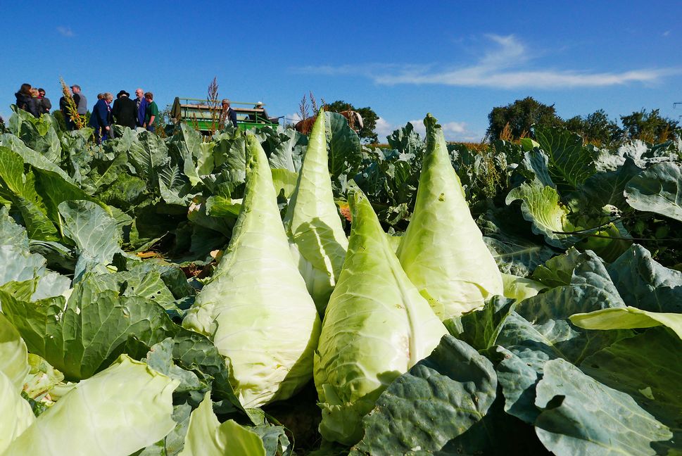 Früher das grüne Gold der Filderbauern -- heute noch immer eine Deliokatesse: Spitzkraut. Bild: Jung