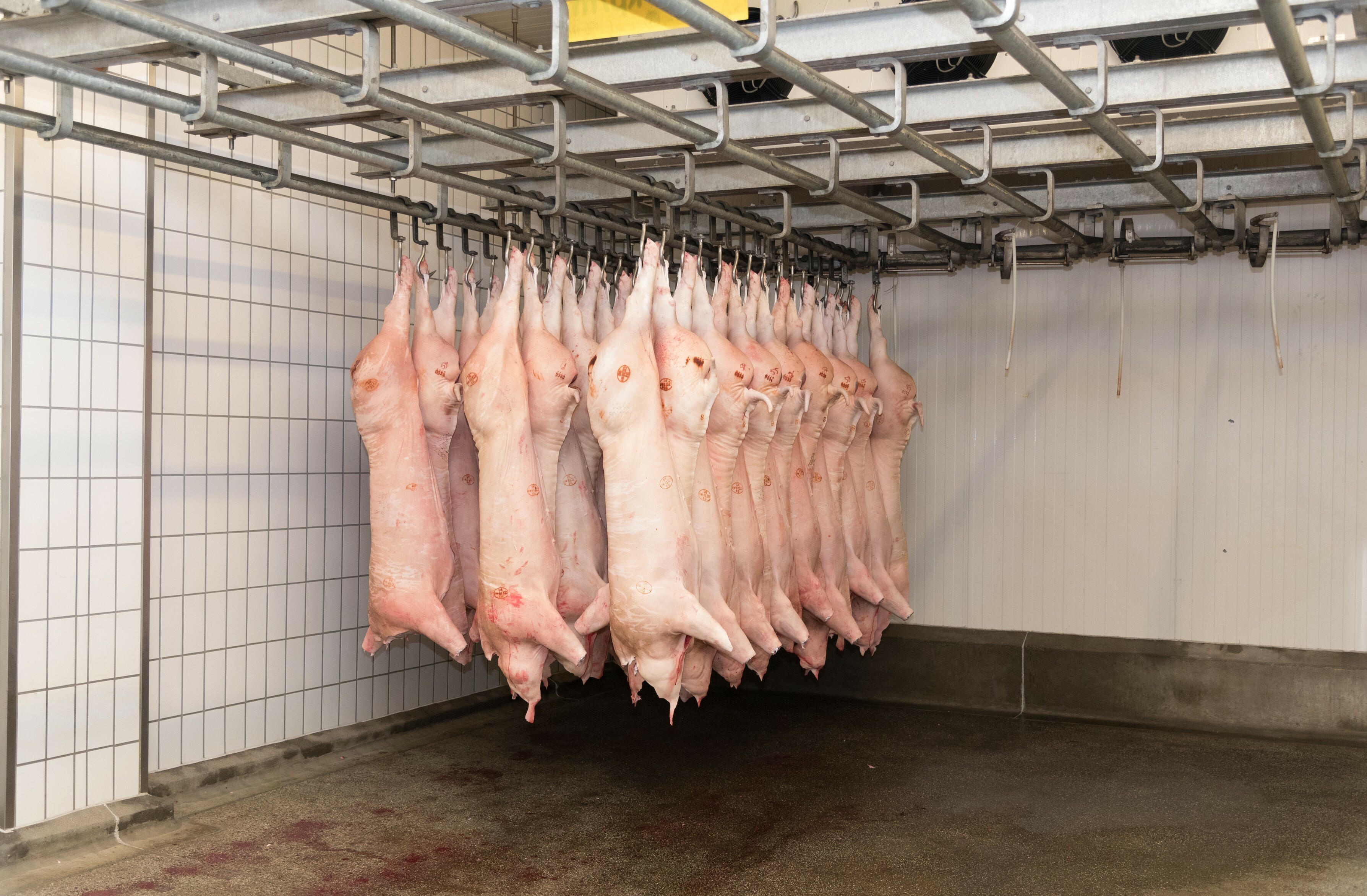 Vom regionalen Landwirt zum Gärtringer Schlachthof und dann direkt zum Metzger – mit dieser Regionalität haben viele Metzger aus dem Kreis bisher bewusst geworben. Die Vorwürfe gegen den Gärtinger Schlachthof beschäftigen jetzt auch sie.  Bild: Nüßle/A
