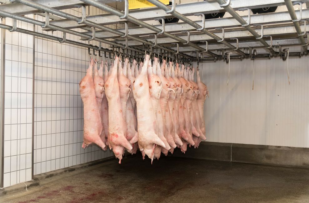 Vom regionalen Landwirt zum Gärtringer Schlachthof und dann direkt zum Metzger – mit dieser Regionalität haben viele Metzger aus dem Kreis bisher bewusst geworben. Die Vorwürfe gegen den Gärtinger Schlachthof beschäftigen jetzt auch sie.  Bild: Nüßle/A