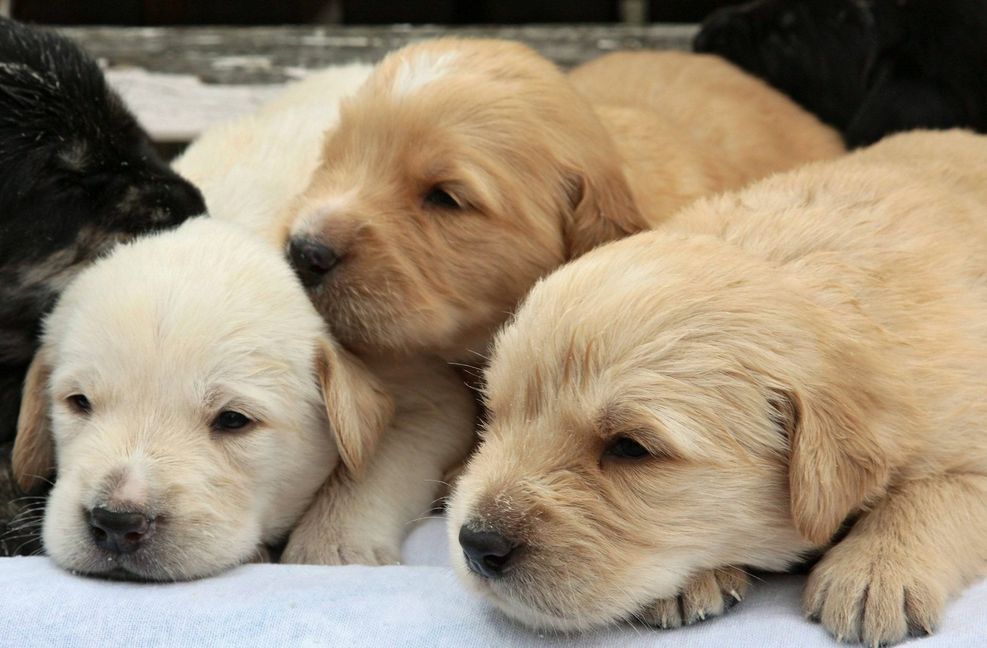 Hundewelpen erzielen teils hohe Preise – ein lukratives Geschäft für unseriöse Händler.
Foto: imago stock&people/imago..