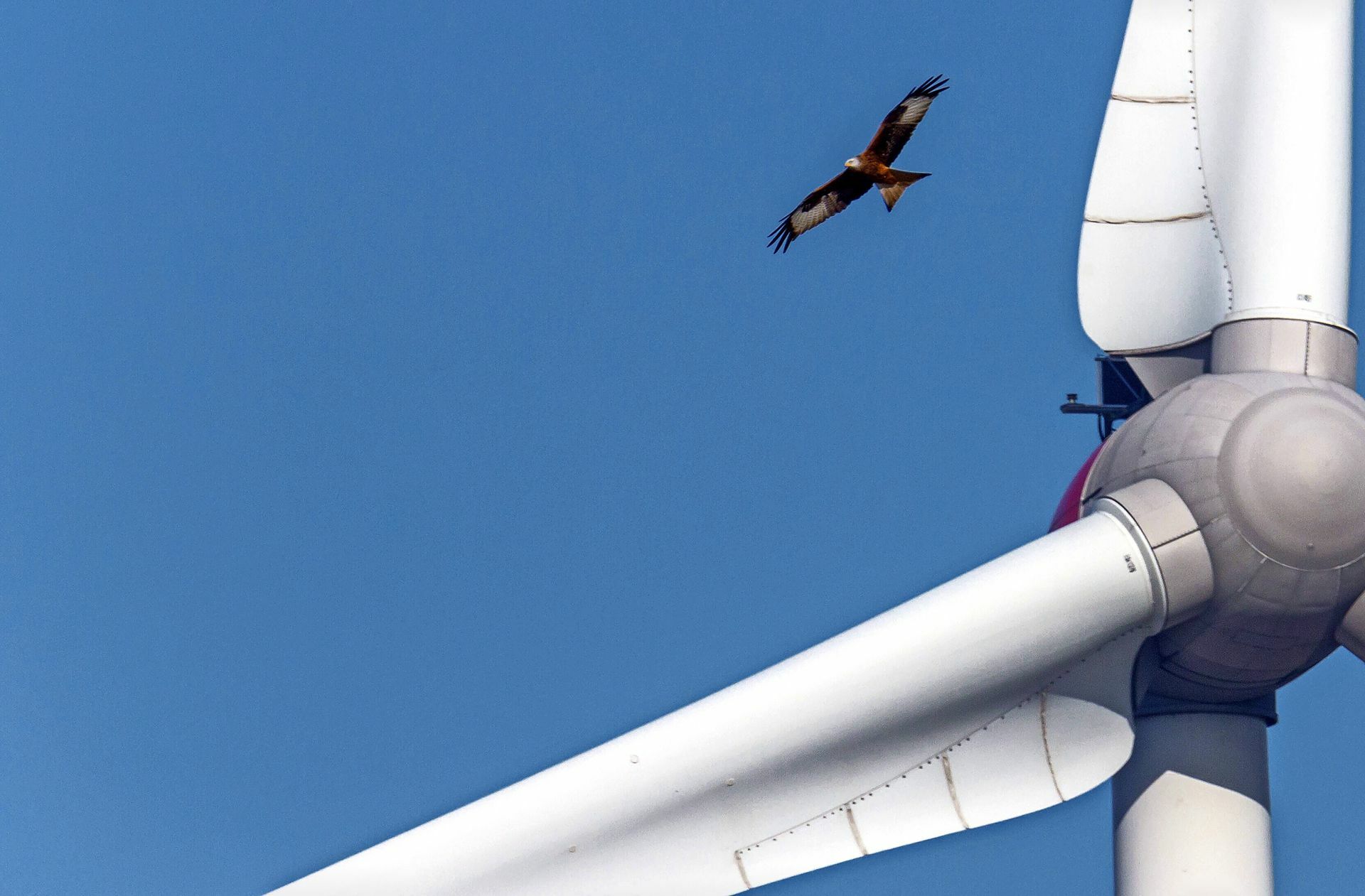 Der Rotmilan kollidiert besonders häufig mit Windkraftanlagen.