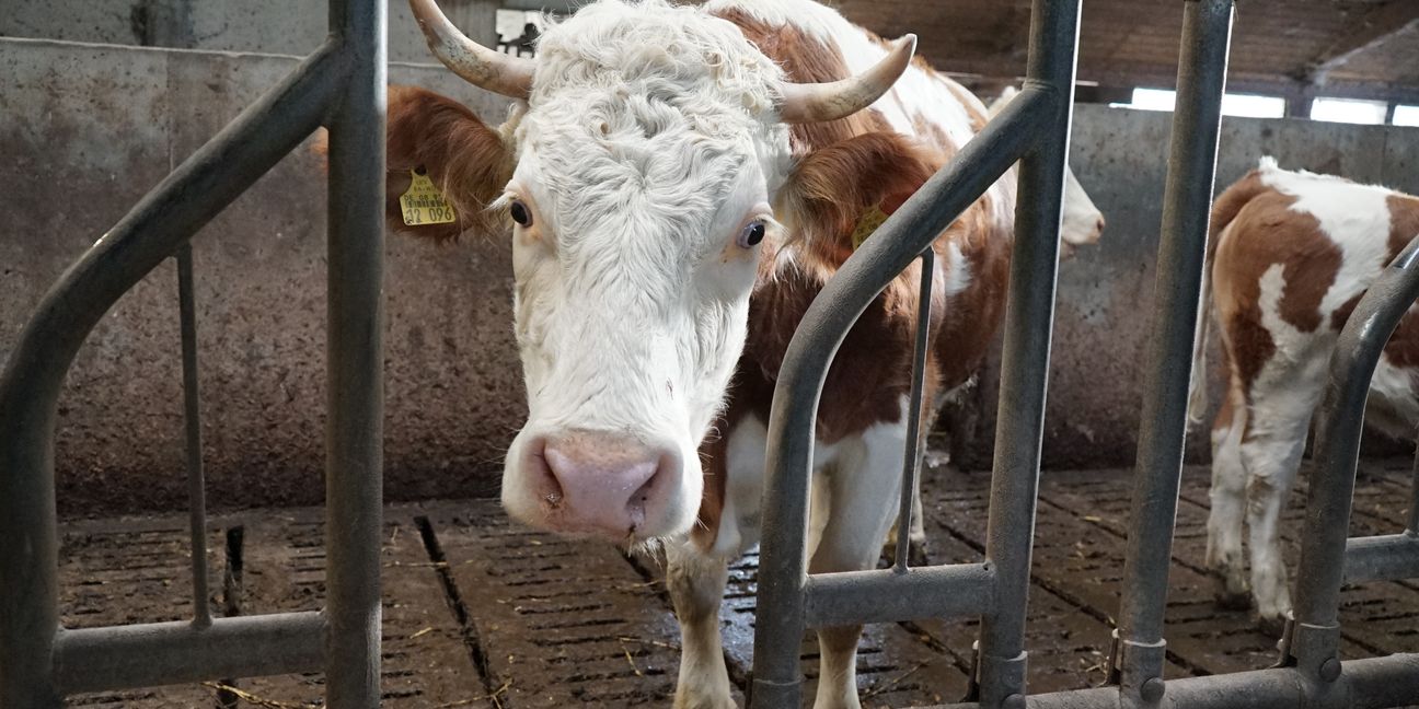 Friedlich und ruhig, so zeigte die Kuh aus dem Stall der Familie Hausch gestern. Am 4. September 2018 war das anders. Das Tier flüchtete auf ein Garagendach (Bild: Heiden).