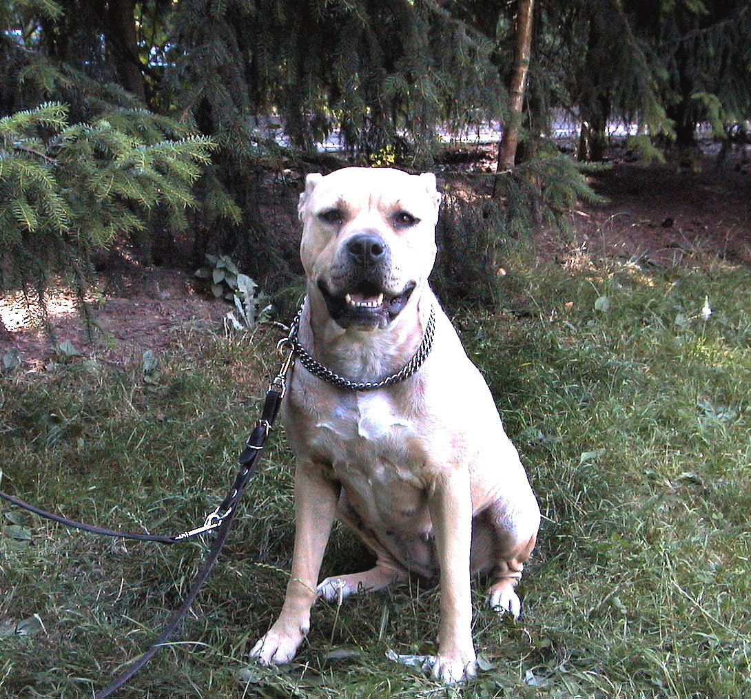 Es wird unter Tierfreunden immer wieder kontrovers diskutiert, was genau ein Kampfhund sei. Ein Pitbull gehört jedoch zu den Kandidaten.     Bild: Stampe/Archiv