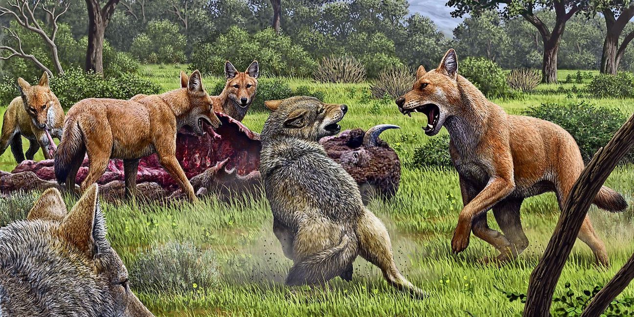 Die roten Schattenwölfe (heute ausgestorben) kämpften vor mehr als 13 .000 Jahren mit den  grauen Wölfen. Vermischt haben sie sich  nicht.

Foto: Mauricio Anton