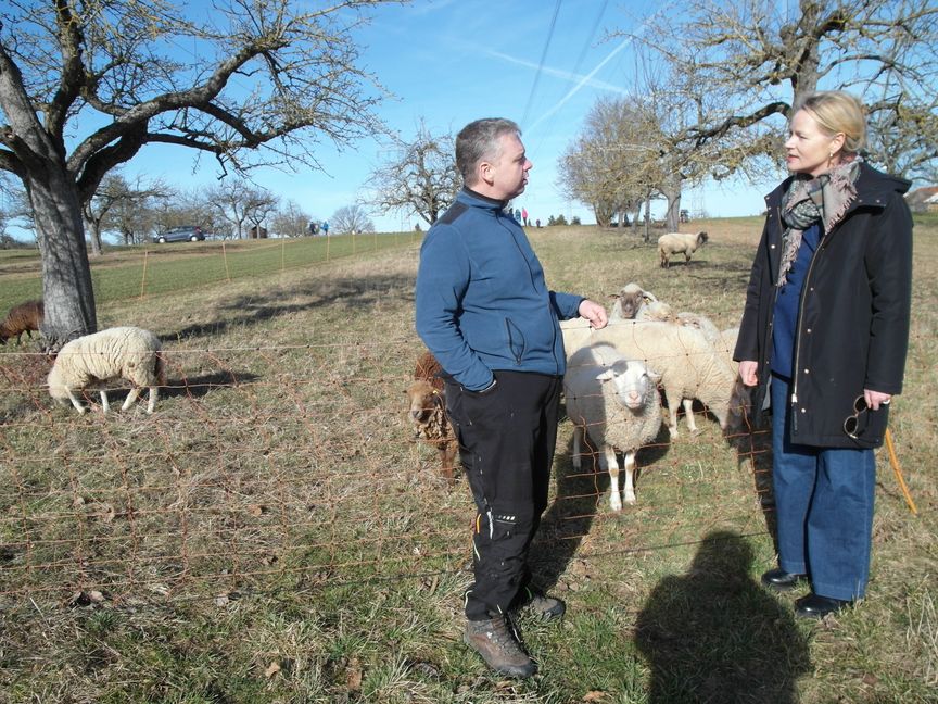 Mit Bernd Spindler hat sich Landesumweltministerin Thekla Walker über die Herausforderungen der Schafhaltung ausgetauscht - die Herde des Sindelfinger Nebenerwerbs-Schäfers grast derzeit auf der Streuobstwiese von Sabine und Roland Mundle in Darmsheim. Bild: Staber
