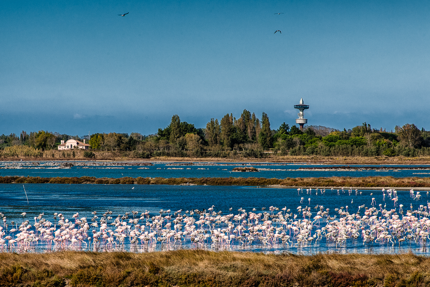 Flamingos an den Fischteichen: Albarella ist ein Vogelparadies. Bild: Isola di Albarella/z
