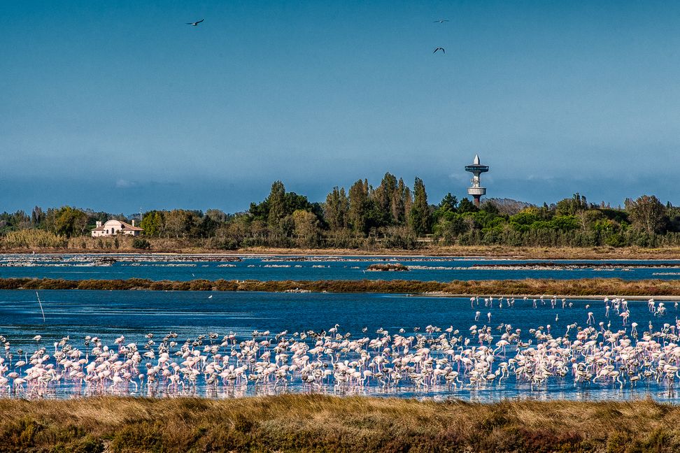 Flamingos an den Fischteichen: Albarella ist ein Vogelparadies. Bild: Isola di Albarella/z