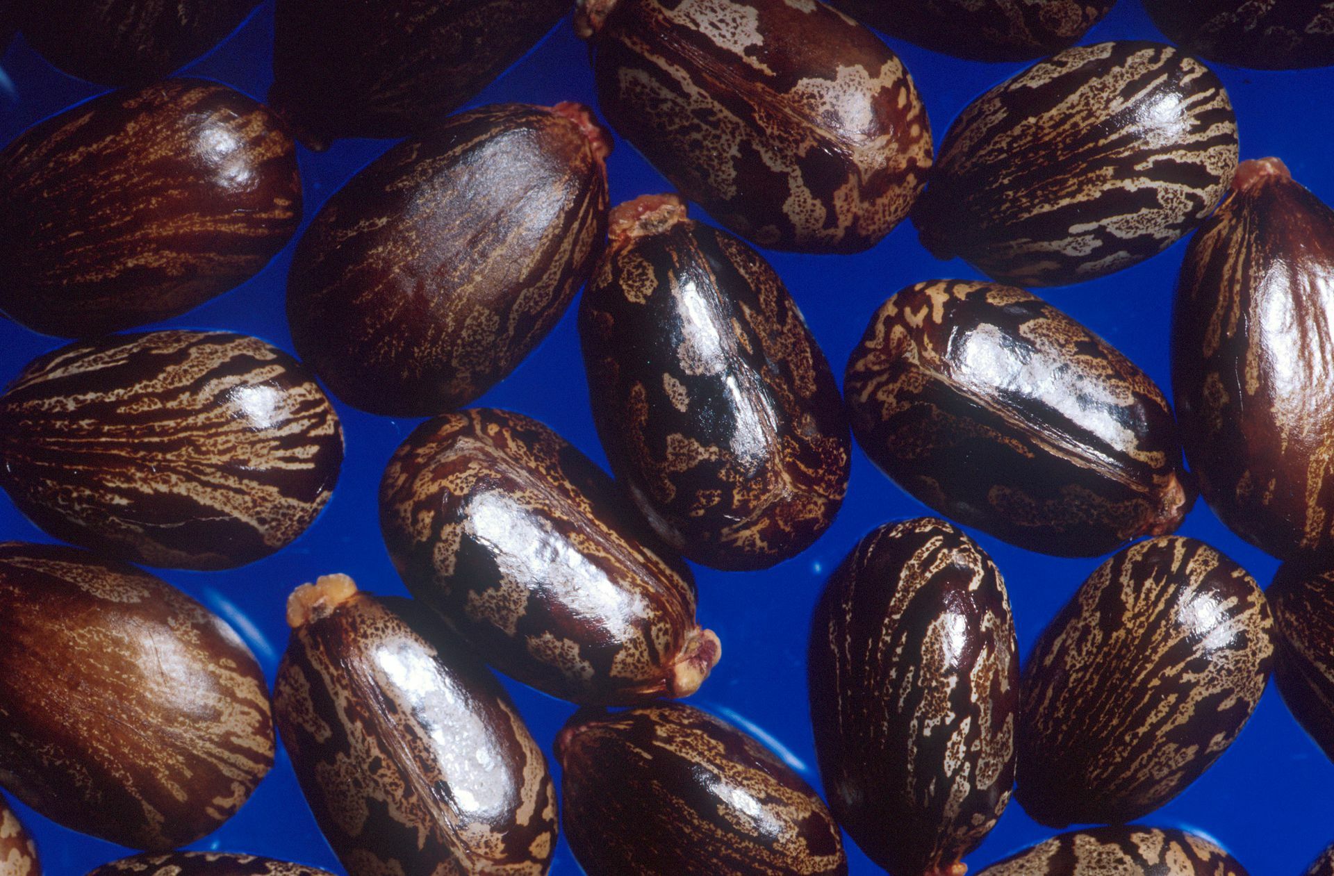 Rizin oder Ricin ist ein äußerst giftiges Protein aus den Samen des Wunderbaums. Gelangt das Gift in den menschlichen Organismus, bringt es die kontaminierten Zellen zum Absterben.