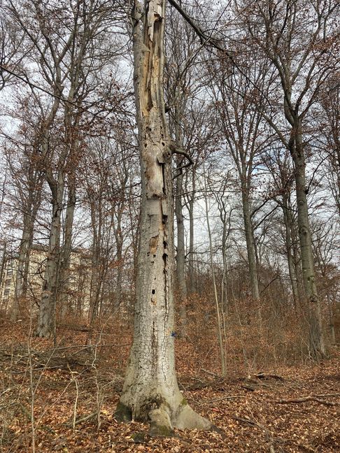 Morsch, von Pilzen befallen und von Spechten durchlöchert darf diese Buche etwas abseits in Ruhe sterben.