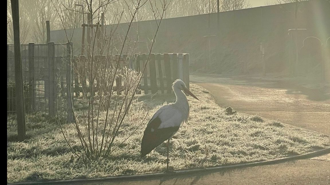 Der Storch fühlt sich offenbar wohl in Maichingen. Bild: Nuss