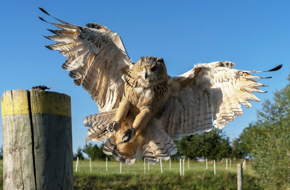 Ein Uhu hat seine Leibspeise auf dem Pfosten schon fast zwischen den Krallen. Foto: factum/Andreas Weise