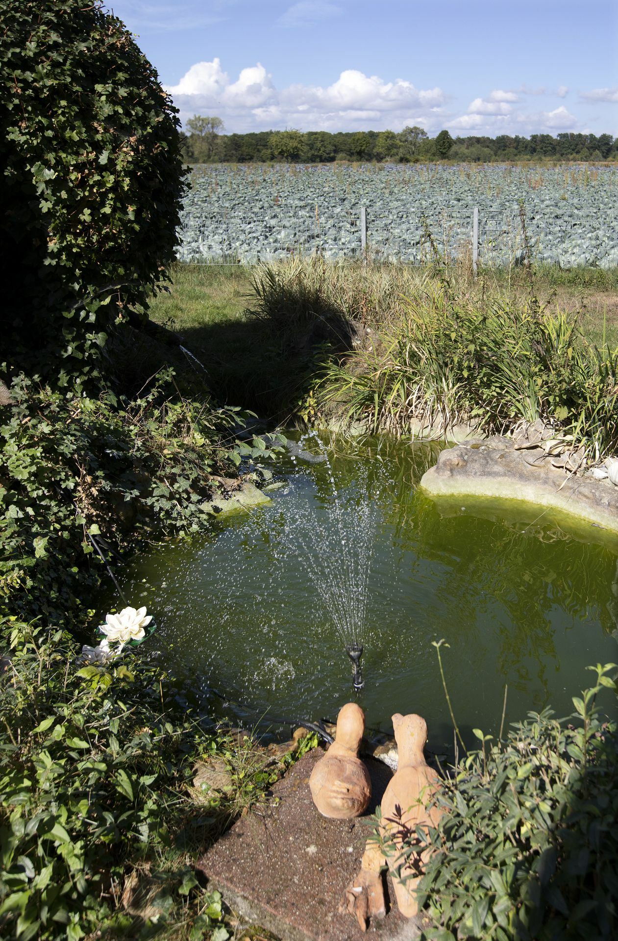 Auch der kleine Teich im Garten – rund.
