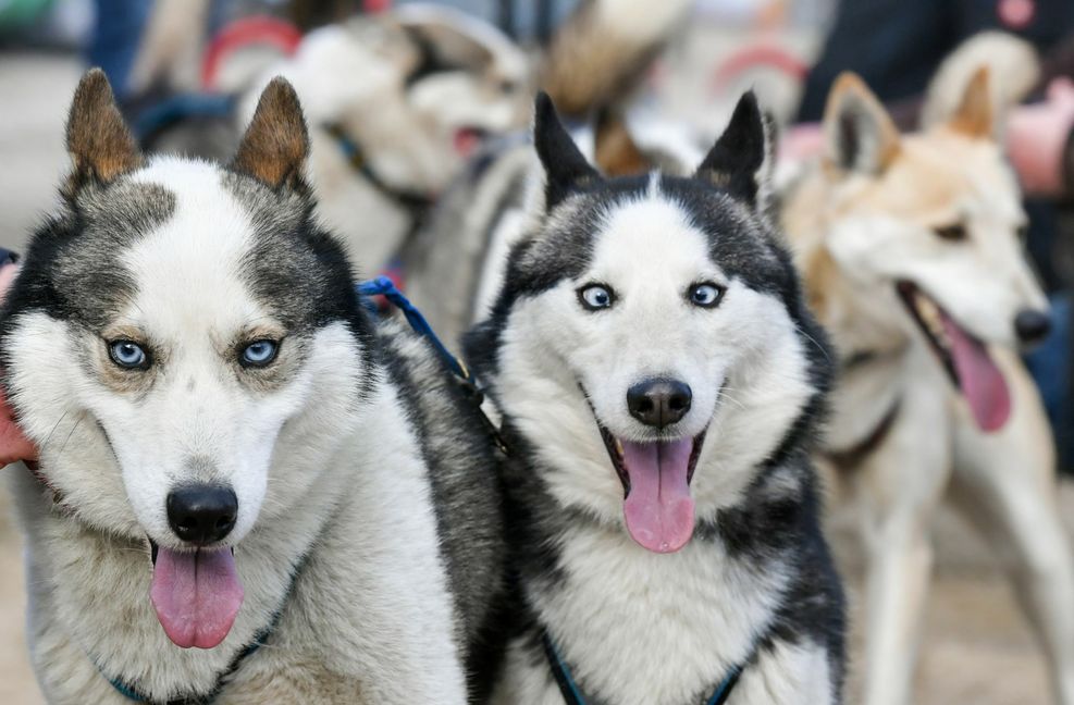 Huskys haben offenbar  ein ganz besonderes Verhältnis zu ihren Menschen. Foto: dpa/Jens Kalaene