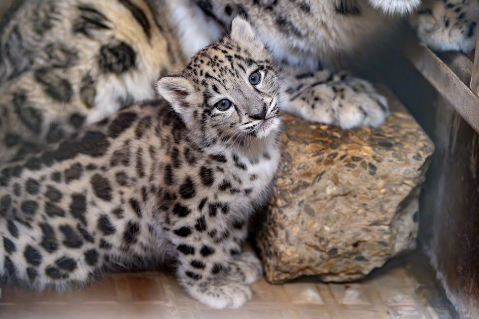 Der noch namenlose kleine Schneeleopard erkundet neugierig seine Umgebung. Bild: Lisa-Marie Grimmer
