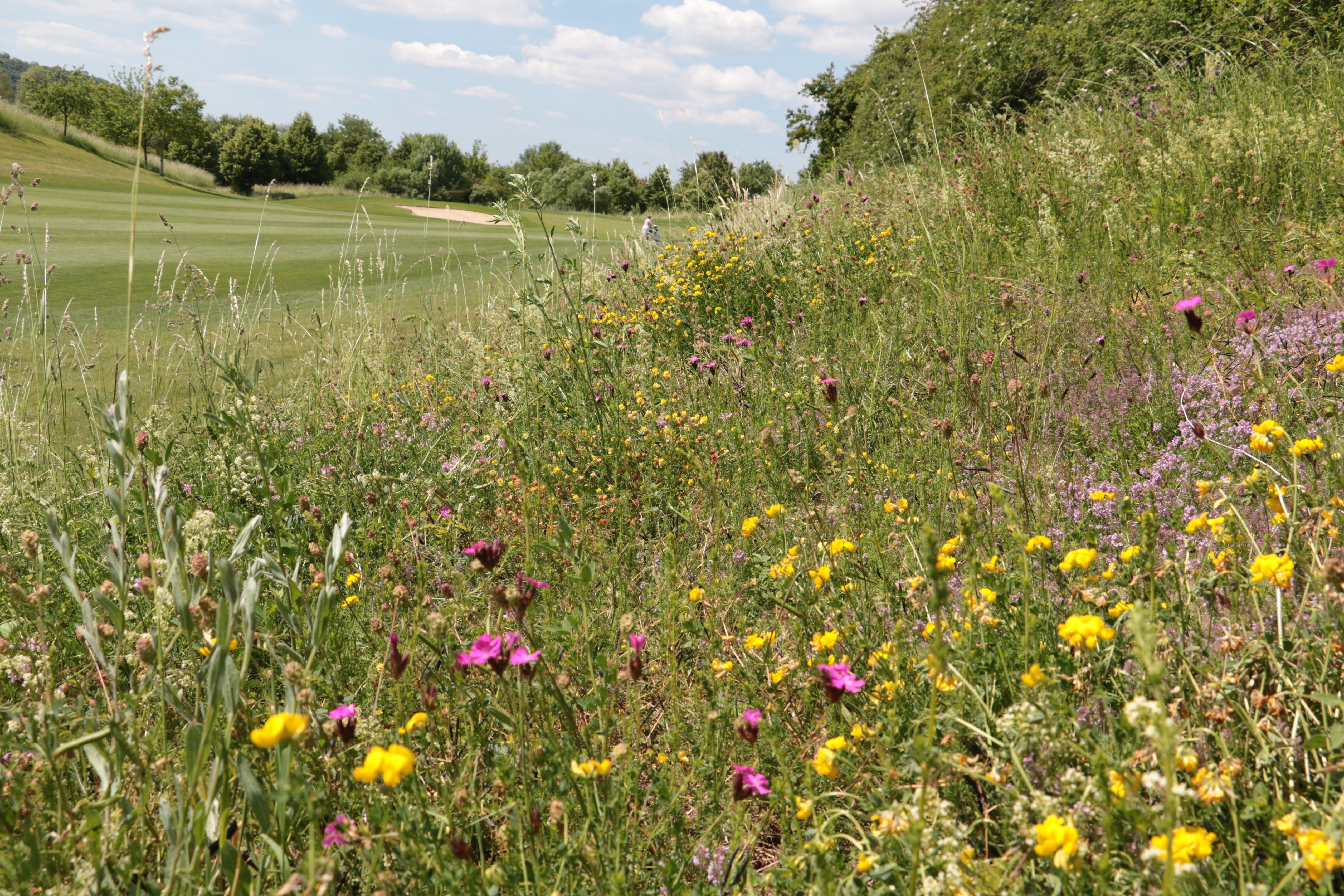 Wie im Golfclub Monreops hat auch der Golfclub Schönbuch eine blühende Wiese