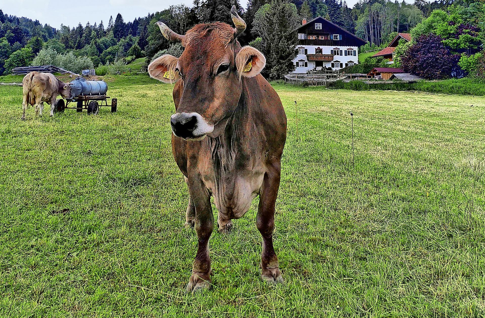 Eine Kuh will eigentlich nur ihre Ruhe.