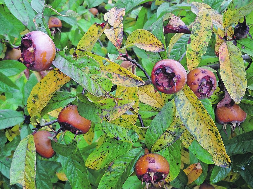 Die Mispel hilft vor allem bei Entzündungen im Magen-Darmbereich. Die Echte Mispel ist eine uralte Nutz- und Heilpflanze. Bild: Sischka
