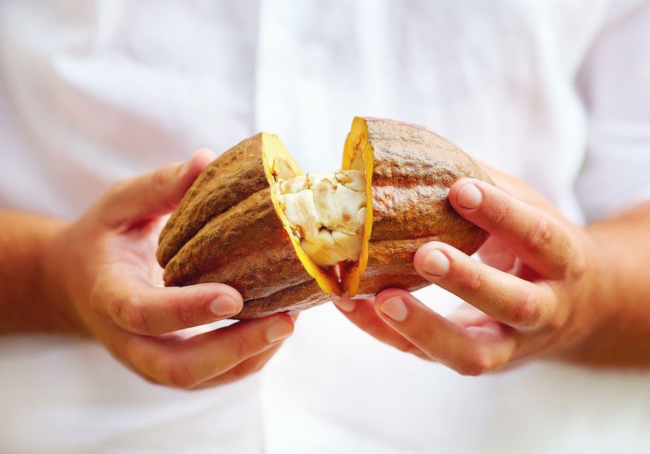man opens ripe cocoa pod in hands, with beans inside
 92473462