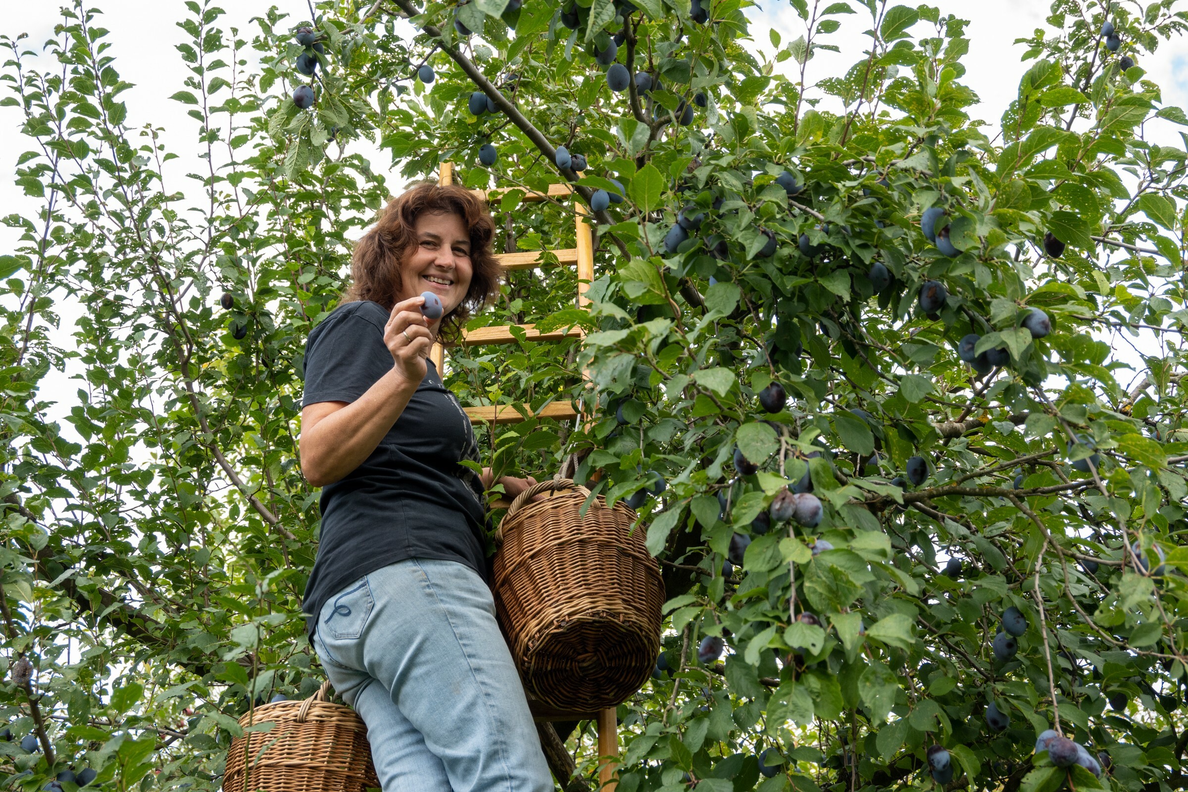 Täglich frisch vom Baum. Bei Silvia Nagel ist jetzt Zwetschgenzeit. Bild: Nüßle