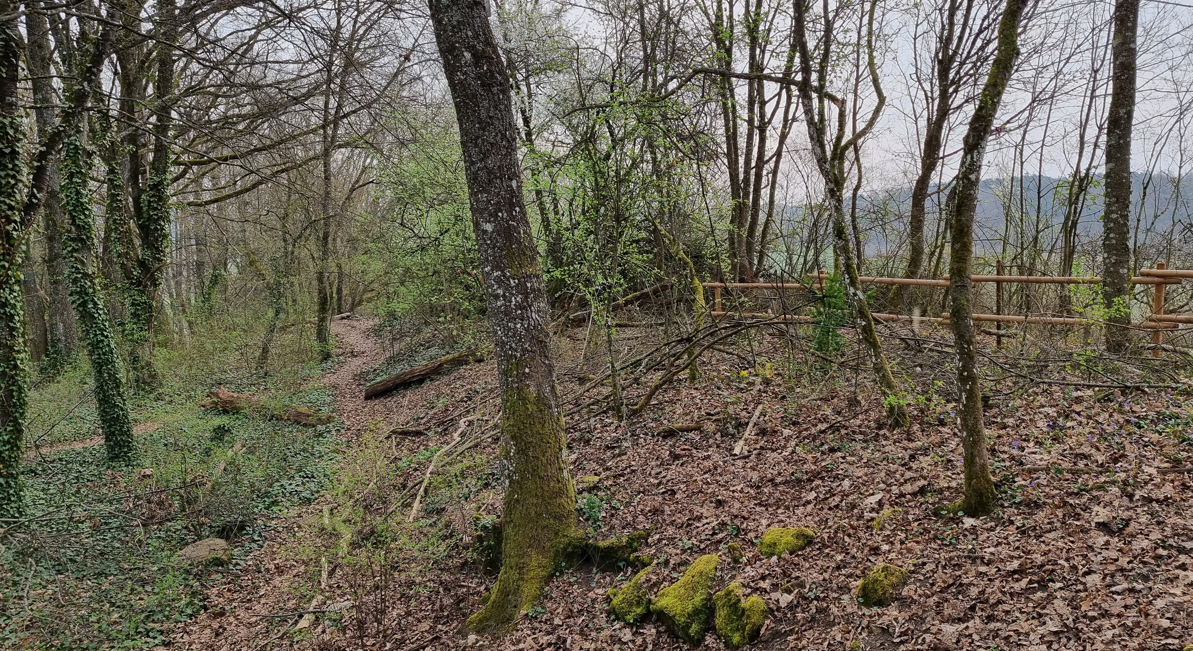 Grünes Licht vom  Gemeinderat: Von der Holzgerlinger Schillerhöhe ab soll eine 300 Meter lange Mountainbike-Strecke den Brockenberg hinunter führen. Bild: Hamann