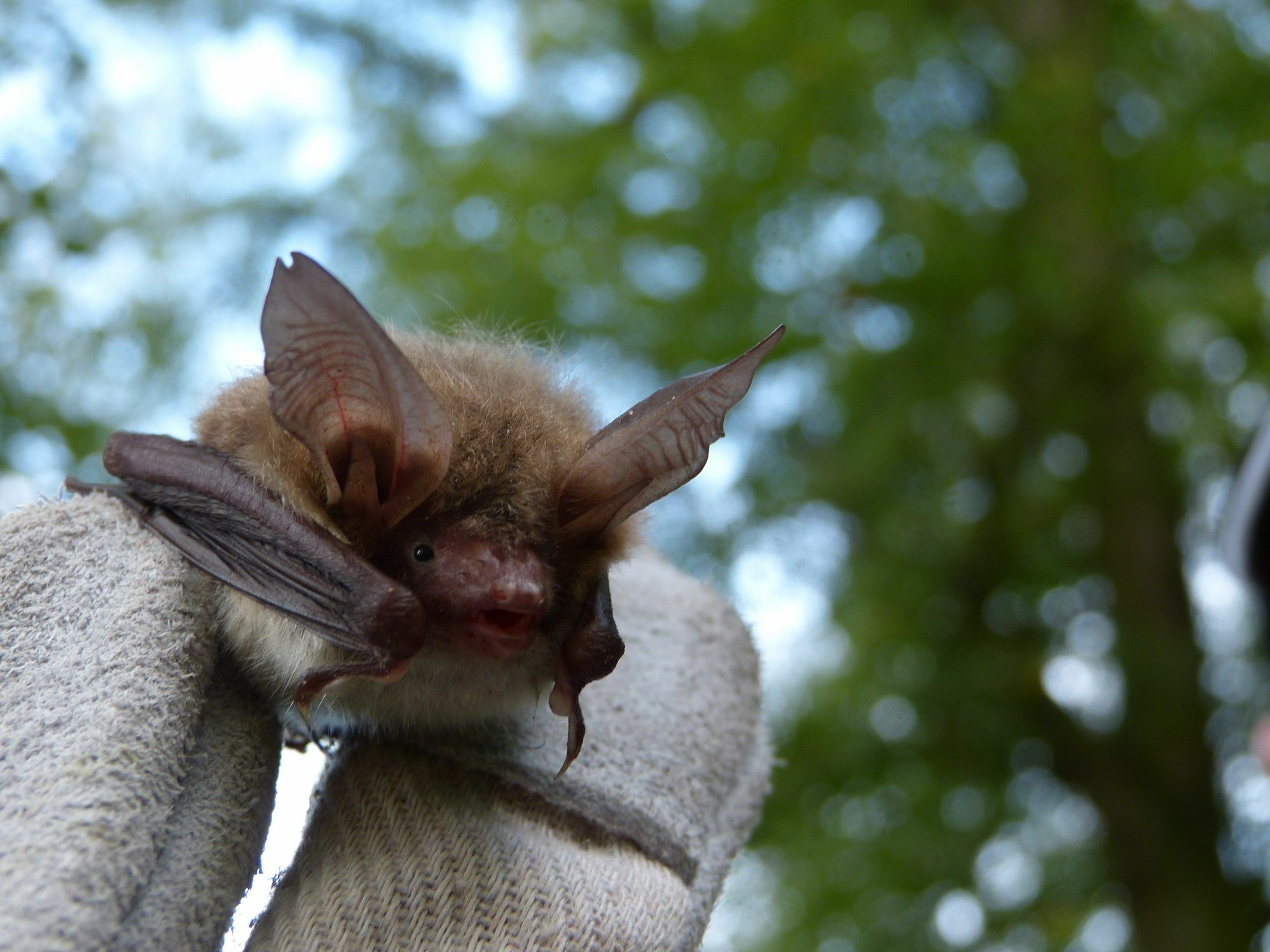 Sieht harmlos aus, sorgt aber in Darmsheim für Verdruss: eine Fledermaus.    Bild: Deininger