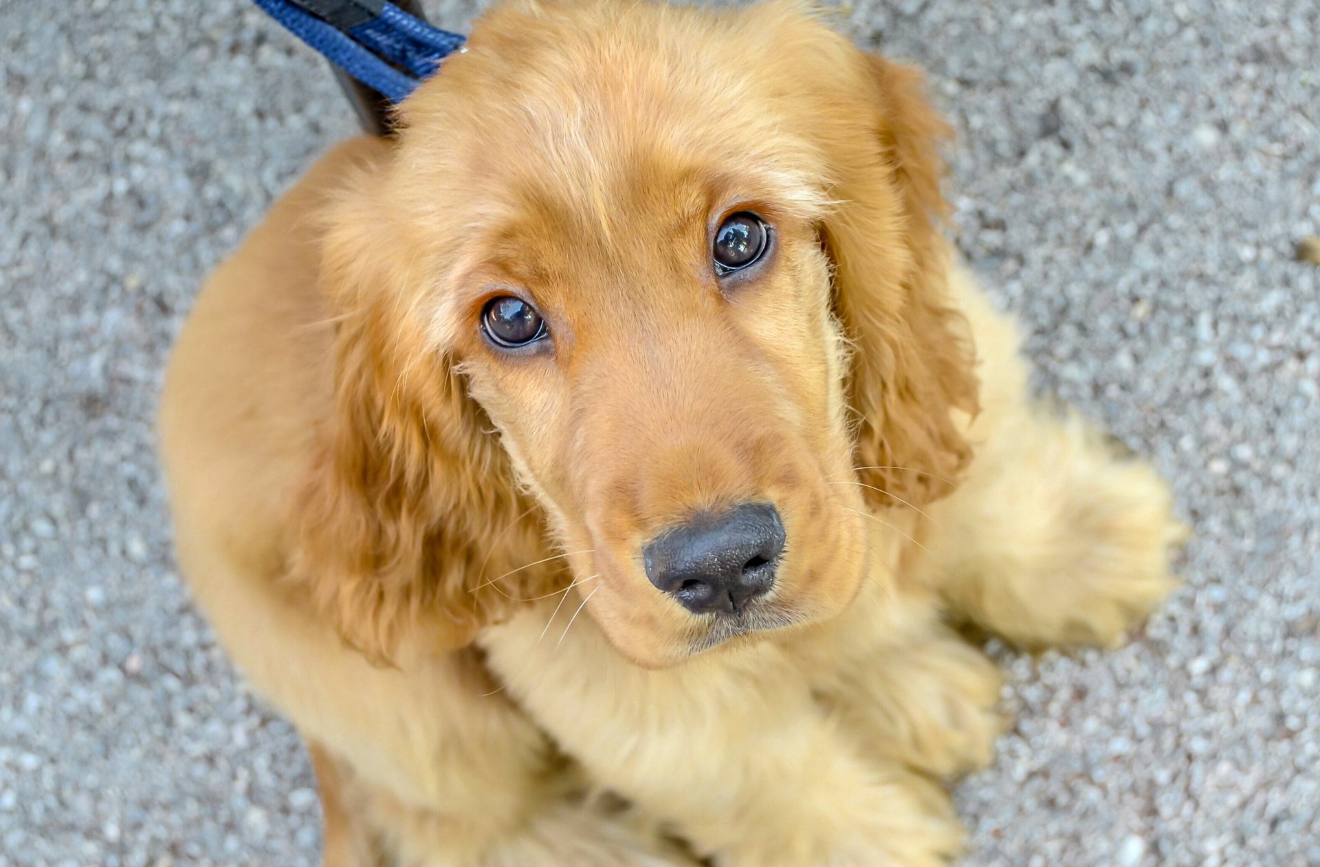 Ein Vermögen an der Leine:  Cockerspaniel kosten   in Großbritannien wegen der großen Nachfrage derzeit mehr als 2300 Euro pro Tier. Foto: Imago/dzejmsdin