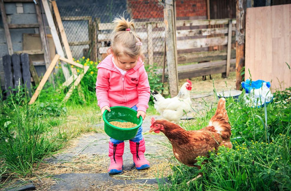 Liegt im Trend: Menschen halten sich  Hühner im Garten auch in der Stadt. Schön auch für  die Kinder, dass sie auch beim Füttern helfen können.
 Foto: stock.adobe.com/Val Thoe..