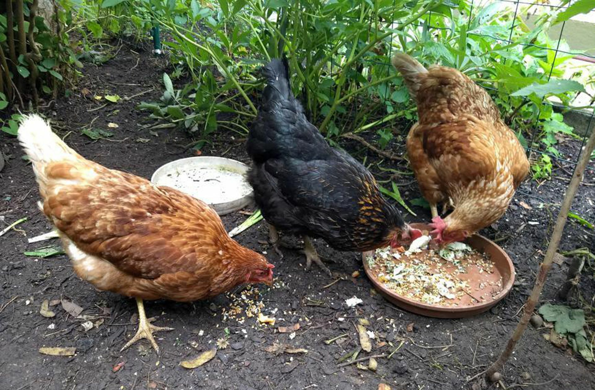 Glückliche Hühner im Garten der Familie Brulé.
 Foto: Sandra Markert