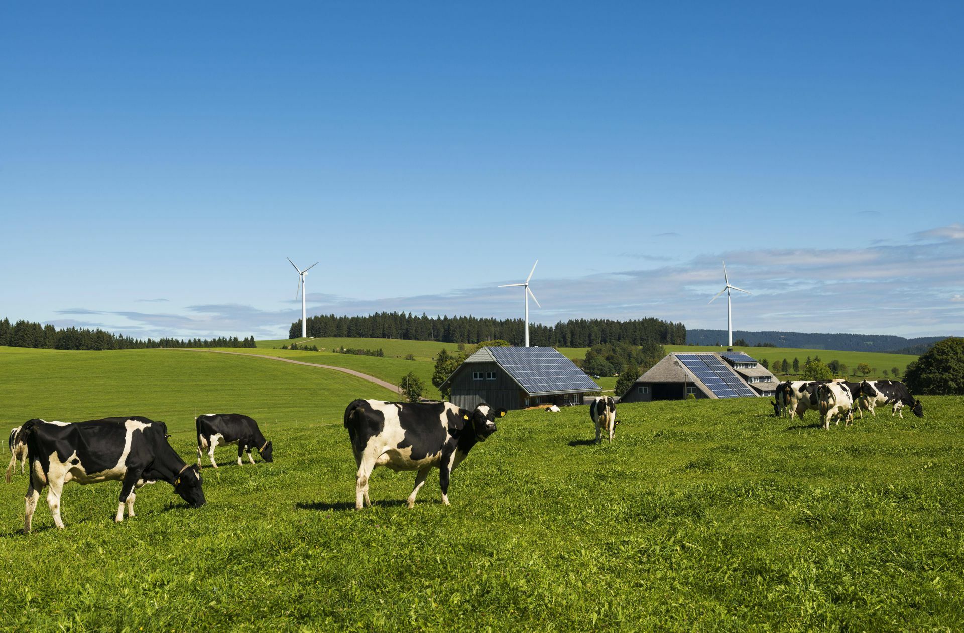 Nicht nur in der Tierhaltung, sondern auch beim Ausbau der erneuerbaren Energien liegen Hebel für das Erreichen der Klimaziele in Baden-Württemberg.