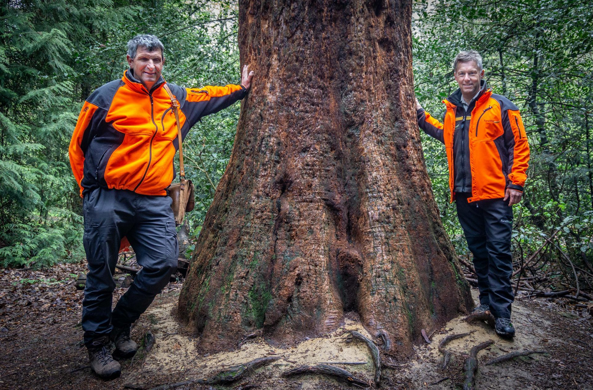 Förster Hartmut Scheuter und ForstBW-Chef Max Reger messen sich im Arboretum mit einem Mammutbaum.