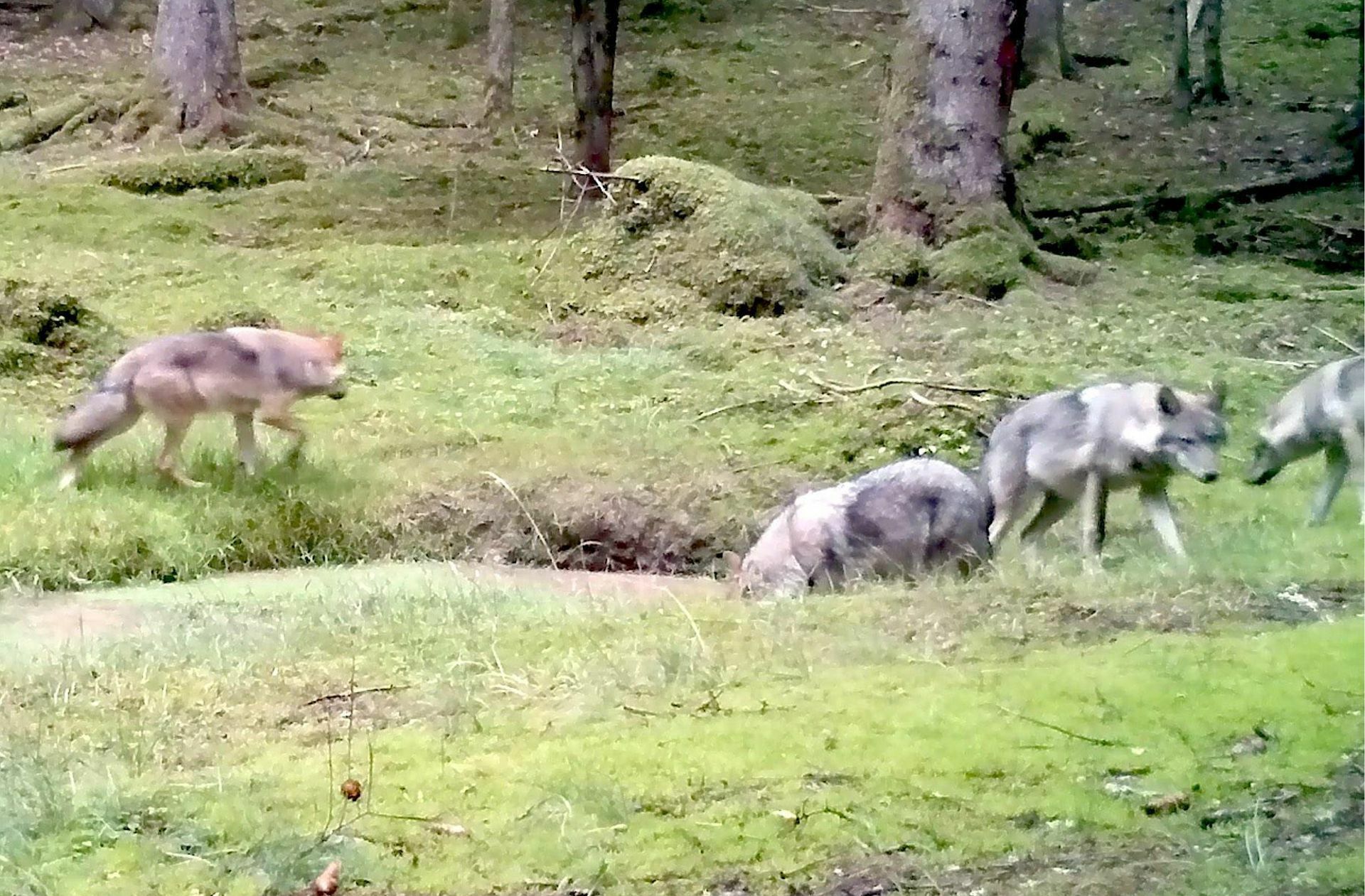 Eine Videokamera hat im September 2019 vier Jungwölfe des Rudels im Veldensteiner Forst gefilmt.
