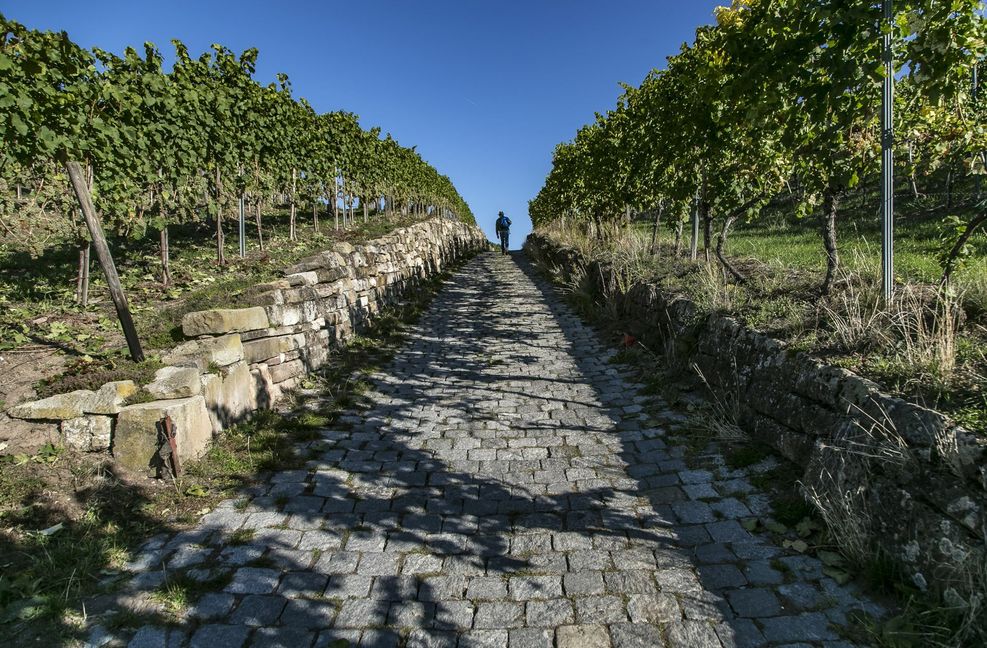 In den Stuttgarter Weinberge ziehen derzeit viele Erholungssuchende an.