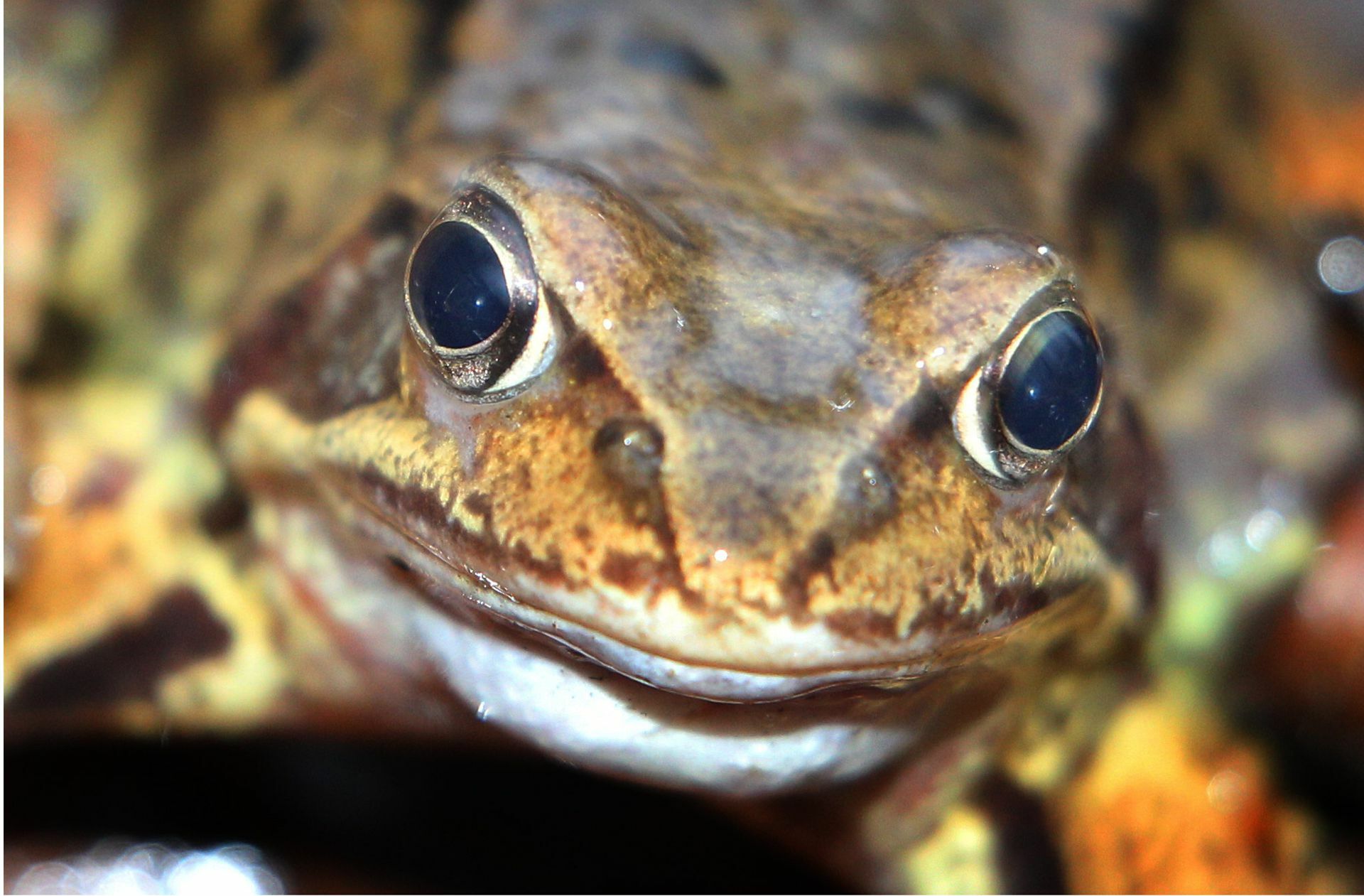 Selbst der Grasfrosch, früher eine Allerweltart, wird immer seltener.
