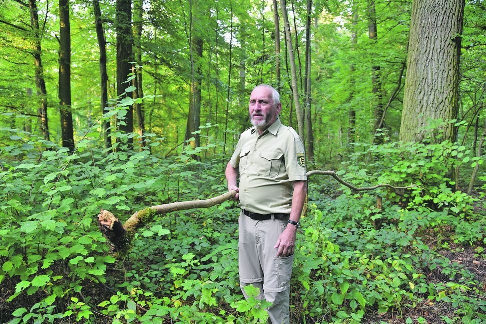 Gerhard Malisi zeigt bei seinem letzten Waldbegang als Revierleiter, dass die Eschen von einem Pilz befallen sind. Bild: Nüßle