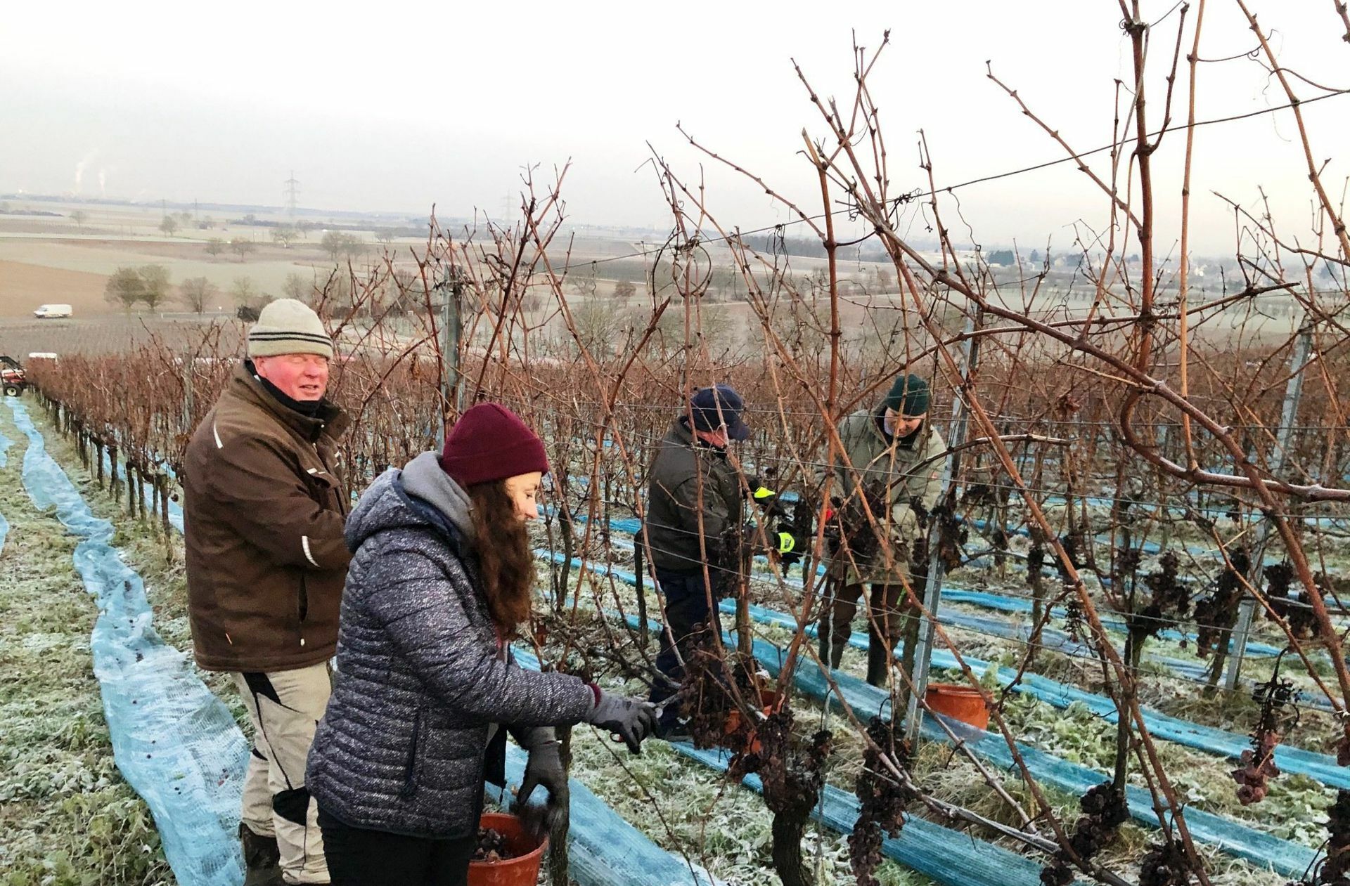 Deutsche Winzer – hier bei der Eisweinlese – leiden unter dem Handelskrieg. Foto: dpa/Thomas Basler