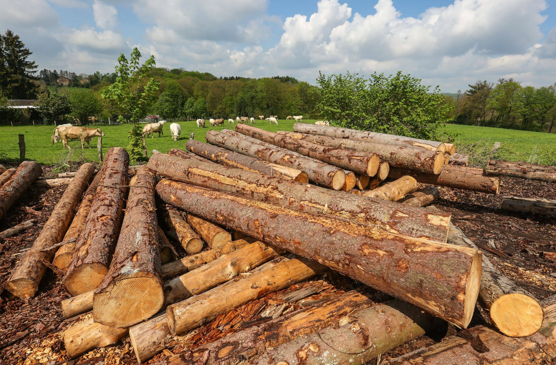 Wertvoller Rohstoff: Holz ist als Baustoff gefragt.
 Foto: imago/Rupert Oberhäuser