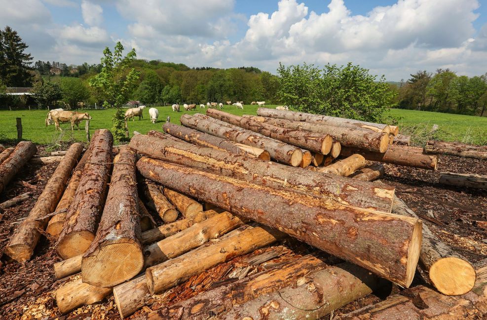Wertvoller Rohstoff: Holz ist als Baustoff gefragt.
 Foto: imago/Rupert Oberhäuser