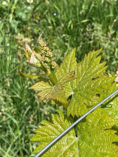 Etwas weiter waren die jungen Rieslingtriebe am Heimbronner Wartberg schon eine Woche vorher. Bilder: Jung