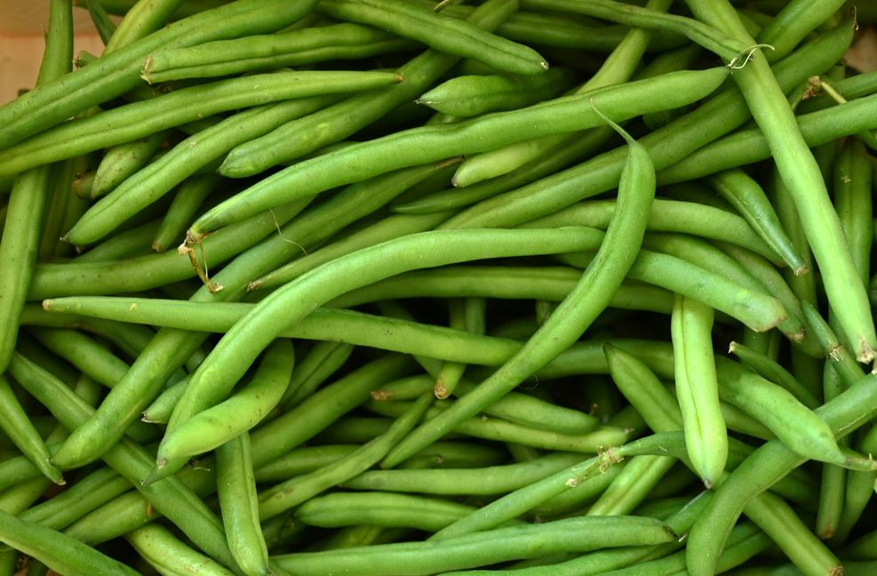 Bohnen: In frischen Bohnen, Erbsen und Kichererbsen steckt Phasin. Ungekocht ist dieses Eiweiß für den Menschen gefährlich, denn es kann zu blutenden Magen-Darm-Entzündungen führen. „Bei kleinen Kindern können schon wenige rohe, grüne Bohnen tödlich sein“, warnt Grimm. Er empfiehlt auch, das Kochwasser lieber wegzuschütten, da es – wenn auch in geringen Mengen – Phasin enthält.