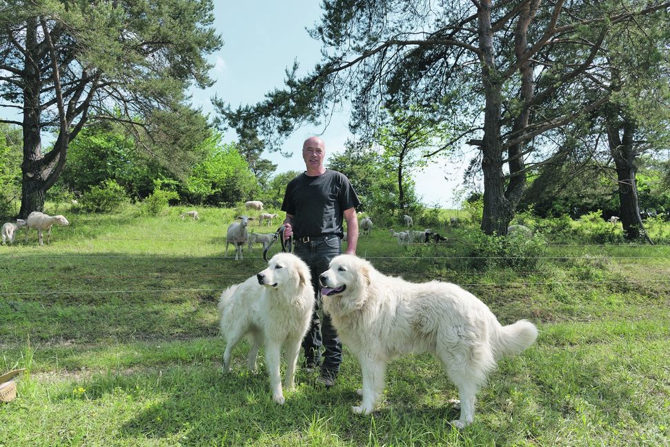 Herbert Schaible ist der Chef seiner Herdenschutzhunde. Bilder: Nüßle/Reichert, Montage: Lamkowski