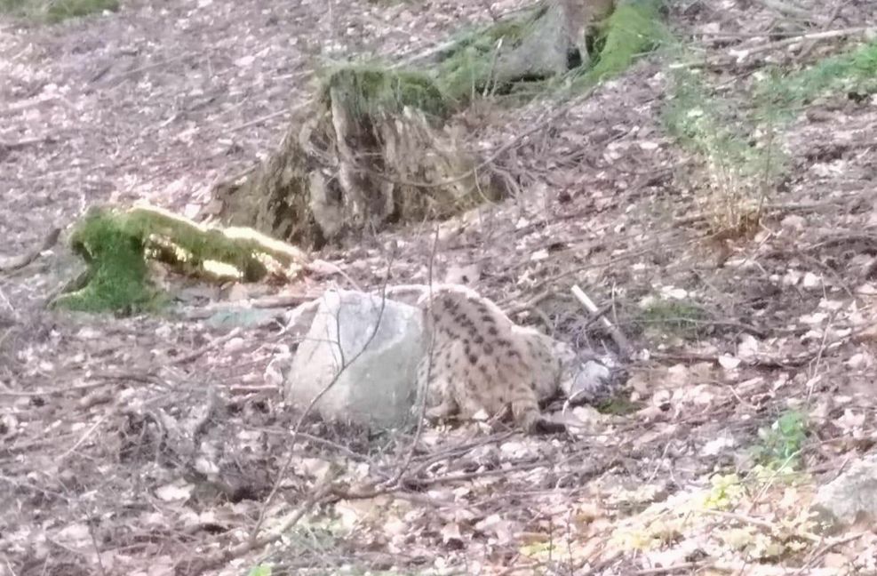 Die Spaziergängerin, die den toten Luchs entdeckt hat, hielt den Moment mit ihrem Handy fest.
 Foto: Privat/Polizeipräsidium ..